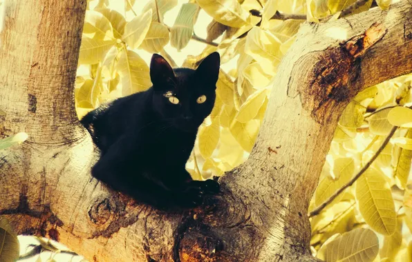 Picture eyes, cat, leaves, tree