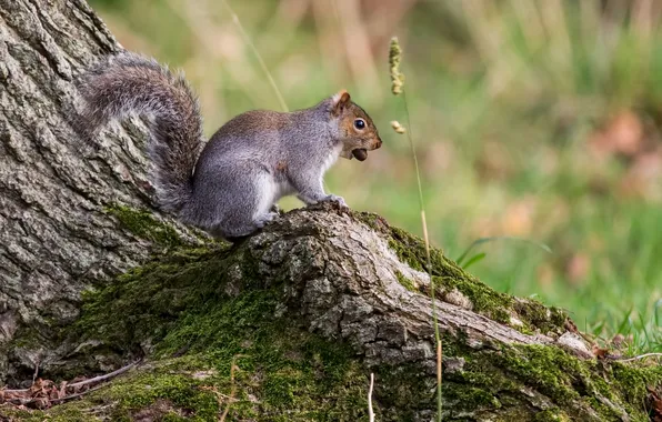 Picture tree, moss, protein, grey, eating