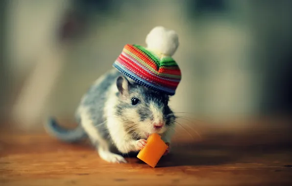 Picture mouse, cheese, hat