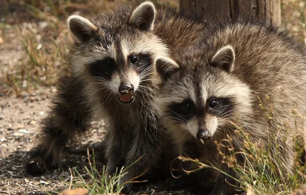 Picture a couple, raccoons, twins