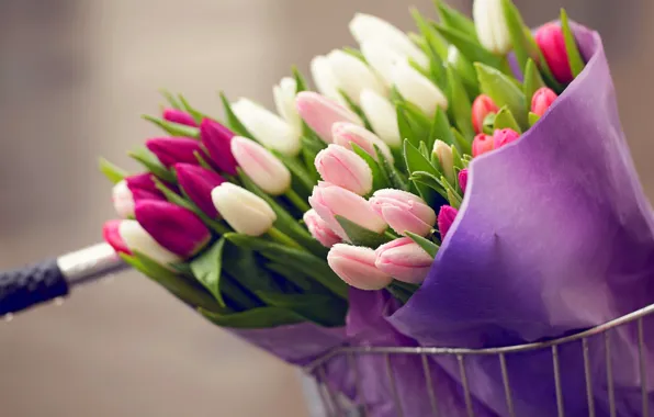 Picture drops, flowers, bike, bouquet, tulips, bike, flowers, tulips