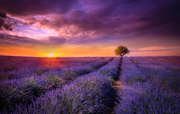 Field, the sun, sunset, flowers, tree, France, lavender, lilac