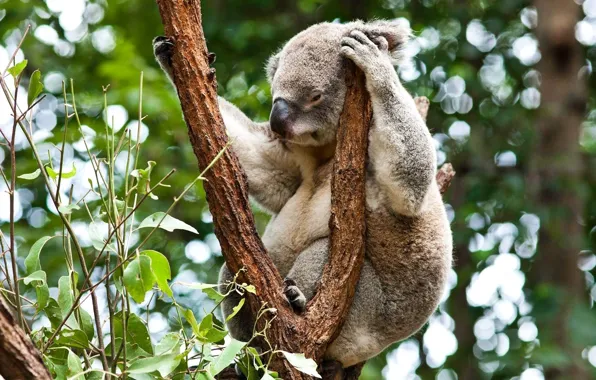 Forest, tree, Australia, Koala, herbivores, marsupials