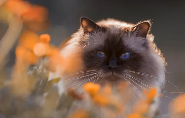 Cat, cat, look, flowers, pose, portrait, face, bokeh