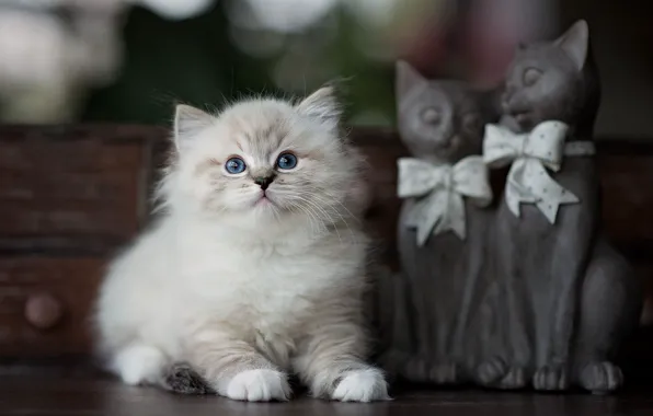 Cat, kitty, table, fluffy, small, bows, box, figures