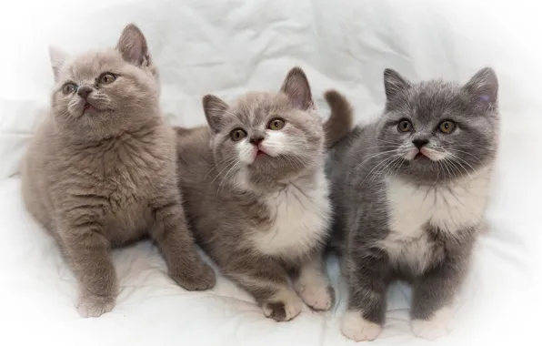 Kittens, kids, trio, Trinity