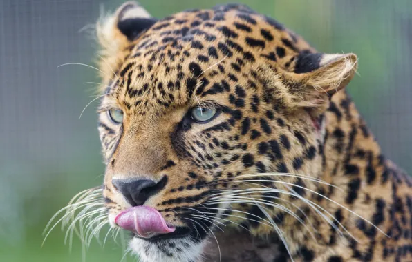 Picture language, cat, face, leopard, ©Tambako The Jaguar