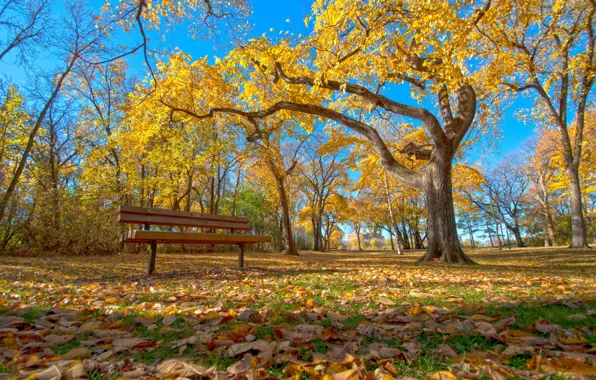 Picture autumn, the sky, grass, leaves, trees, Park, bench