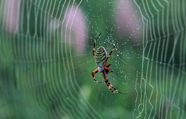 Picture web, spider, nature, macro