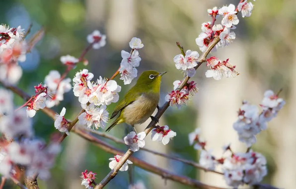 Flowers, branches, bird, spring, flowering, Japanese white-eye