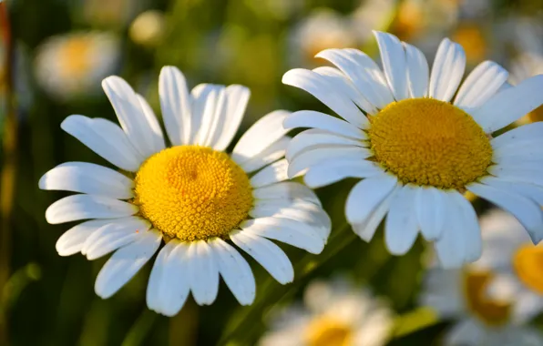 Flowers, chamomile, spring, beautiful, flowering, aroma, two flowers