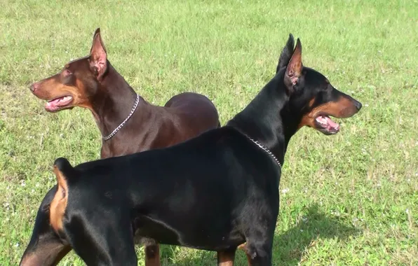 Picture grass, black, brown, breed, German, Dobermans