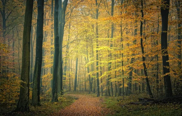 Autumn, forest, fog, photo