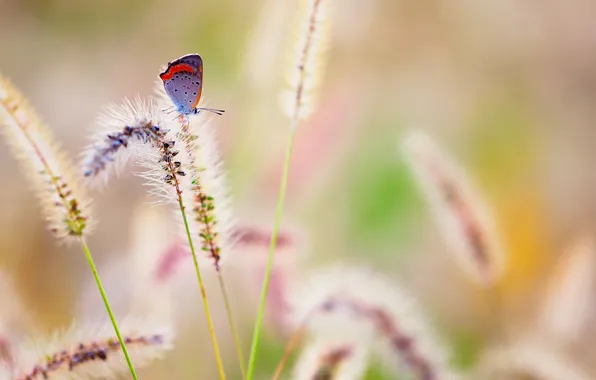 Summer, nature, butterfly
