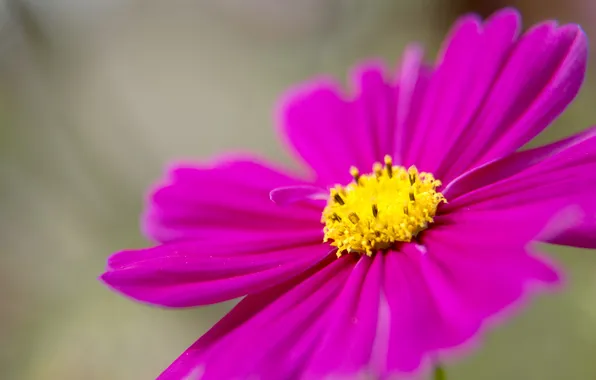 Picture flower, petals, kosmeya