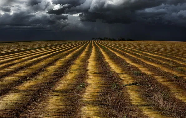 Field, clouds, before the rain