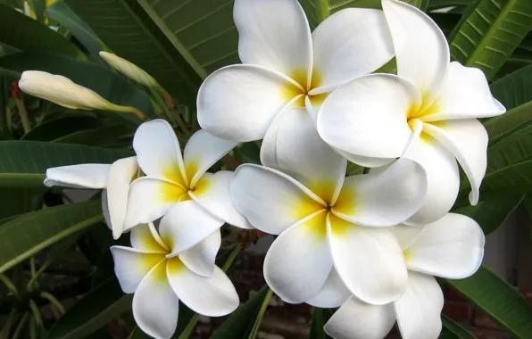 Picture white flowers, plumeria, exotic flowers, Frangipani