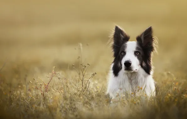 Grass, look, face, dog, The border collie