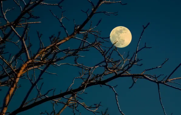Picture the sky, branches, nature, tree, the moon, supermoon