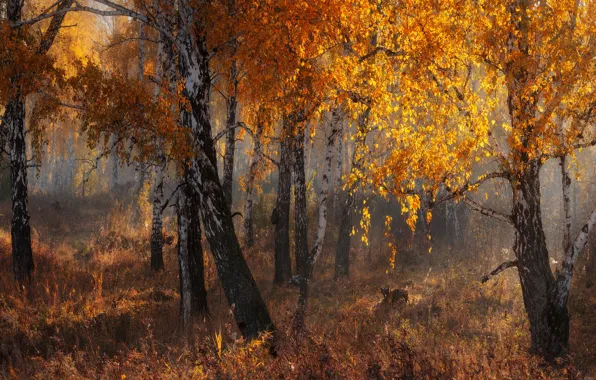 Autumn, forest, light, branches, nature, fog, trunks, foliage