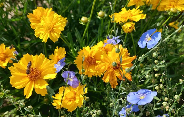 Summer, flowers, bee, flowerbed, yellow flowers, len, summer 2024