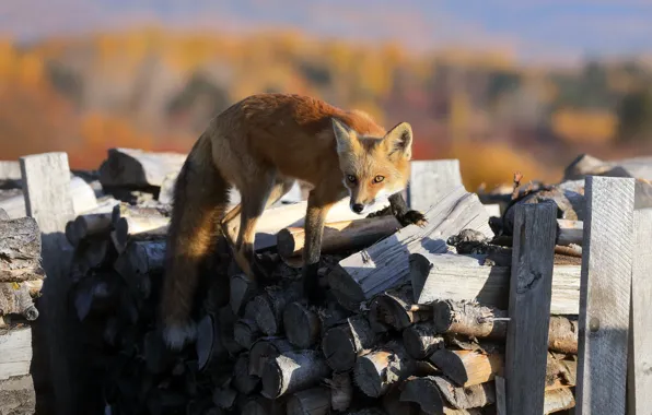 Fox, wood, beast