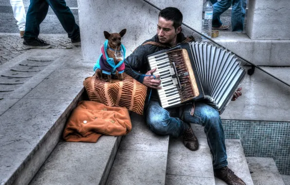 Music, street, dog, musician, accordion