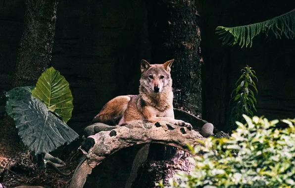 Nature, predator, animal, wolf, wildlife, portrait, portrait., Canis lupus. face