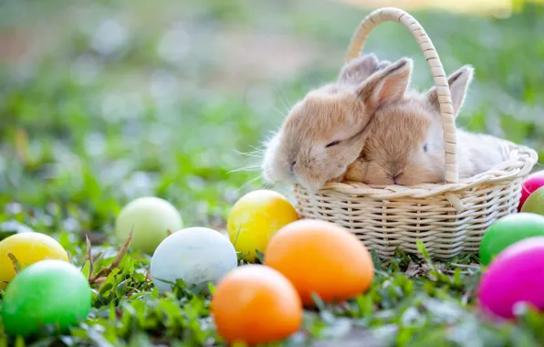 Holiday, glade, sleep, eggs, spring, Easter, rabbits, weed