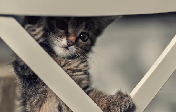 Picture hid, curiosity, tabby kitten