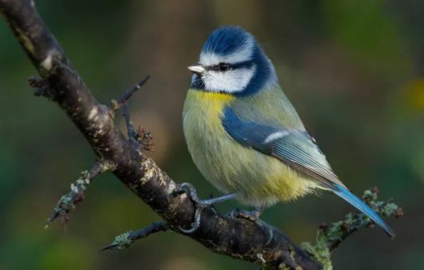 Look, bird, branch, spikes, bird, green background, titmouse, bokeh