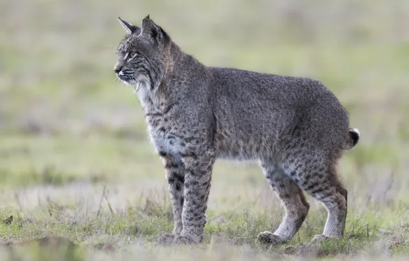 Picture grass, look, glade, lynx