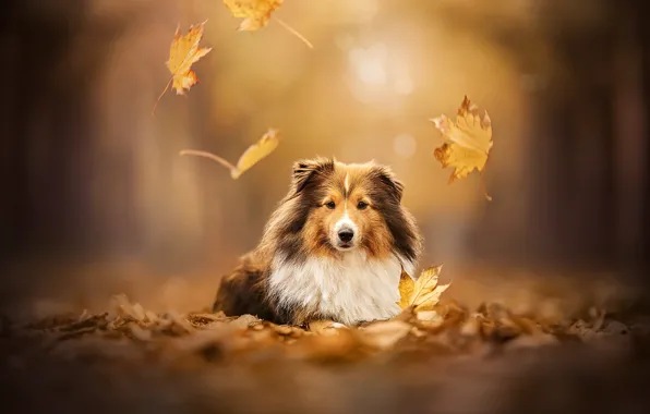 Autumn, leaves, dog, bokeh, Sheltie, Shetland Sheepdog