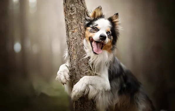 Picture trees, each, dog