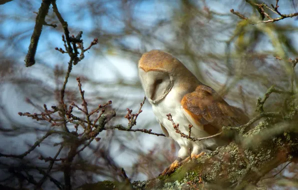 Look, branches, nature, pose, background, tree, owl, bird
