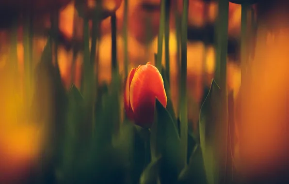 Leaves, flowers, orange, red, stems, Tulip, blur, spring