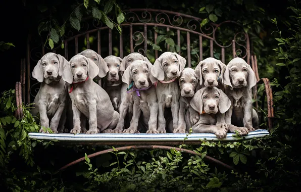 Picture dogs, bench, puppies, The Weimaraner