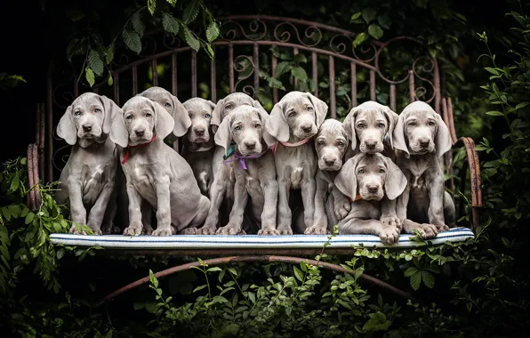 Dogs, bench, puppies, The Weimaraner