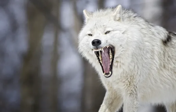 Wolf, mouth, beast, bokeh