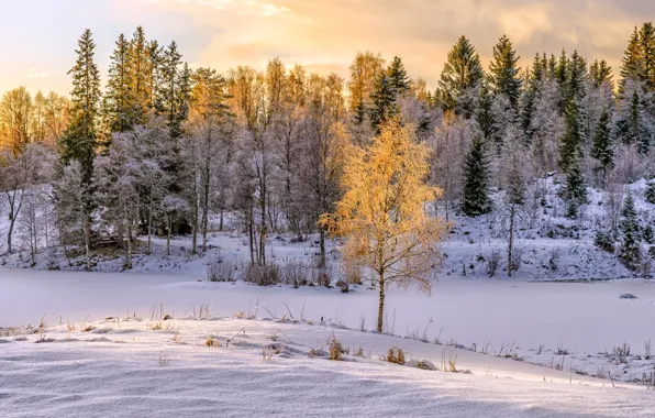 Winter, light, snow, nature, birch
