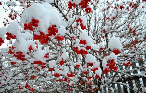 Winter, snow, tree, red, Rowan