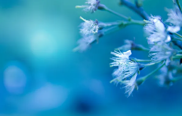 Macro, flowers, branches