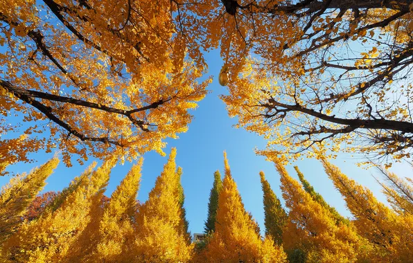 Autumn, the sky, leaves, trees