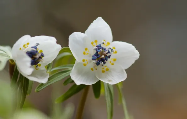 Flowers, focus, white, Shibateranthis, Vesennik