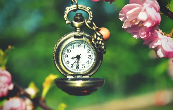 Picture macro, time, cherry, watch, branch, spring, Sakura, flowering