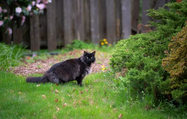 Cat, summer, grass, cat, look, black, the fence, spring