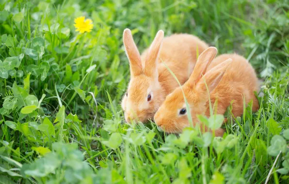 Greens, grass, look, dandelion, glade, spring, rabbit, rabbits