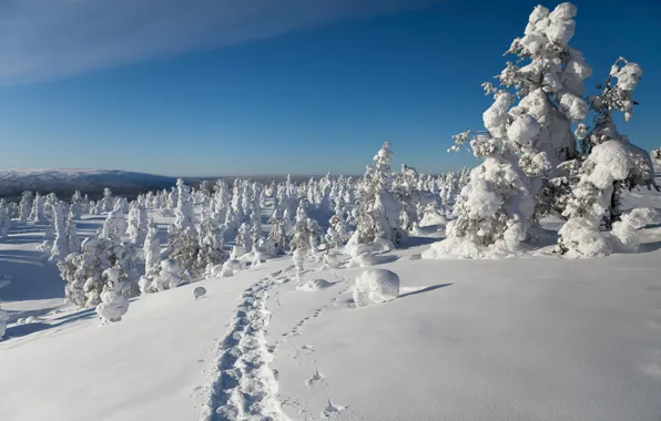 Winter, snow, trees, traces, Finland, Finland, Lapland, Lapland