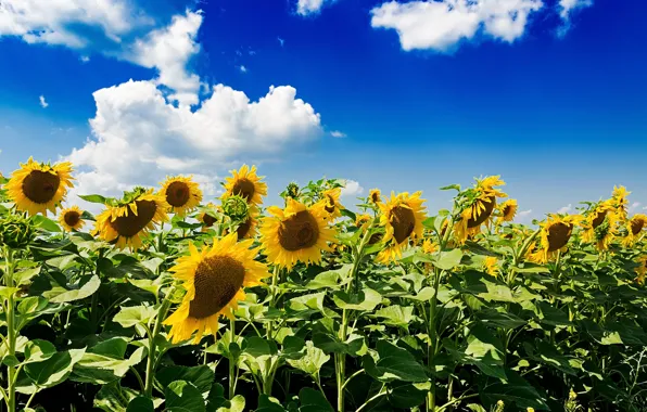 Field, summer, the sky, clouds, sunflowers, flowers, nature, blue