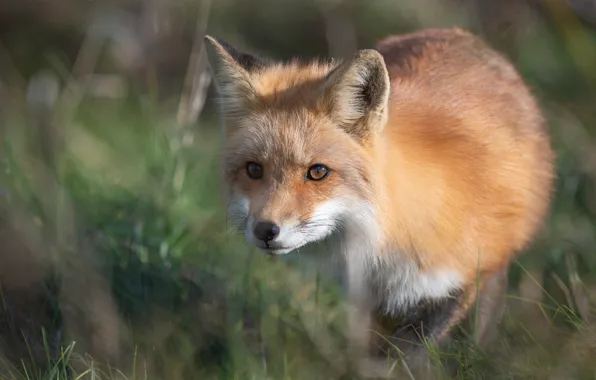 Picture look, face, blur, Fox, red